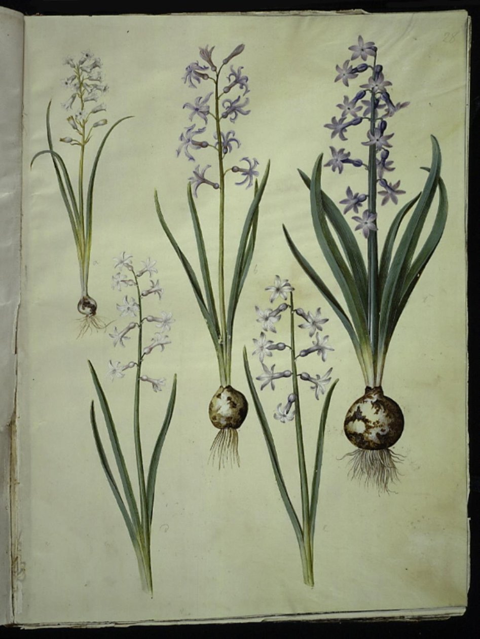 Brimeura amethystina（比利牛斯风信子）；Hyacinthus orientalis（普通风信子） 作者 汉斯-西蒙·霍尔茨贝克
