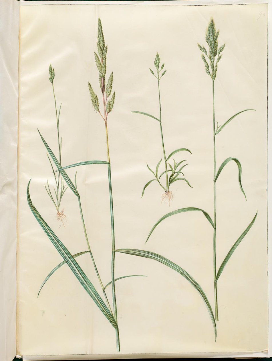 Bromus hordeaceus（软鹭）；Phalaris arundinacea（条纹草） 作者 汉斯-西蒙·霍尔茨贝克