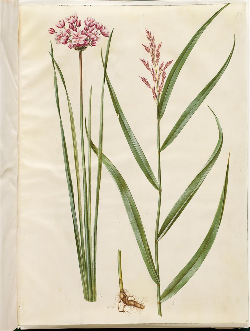 Butomus umbellatus（新娘蜡烛）；Phragmites australis（普通芦苇） 作者 汉斯-西蒙·霍尔茨贝克