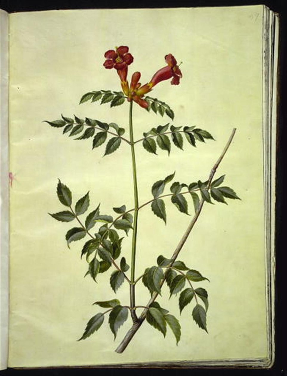凌霄花 作者 汉斯-西蒙·霍尔茨贝克