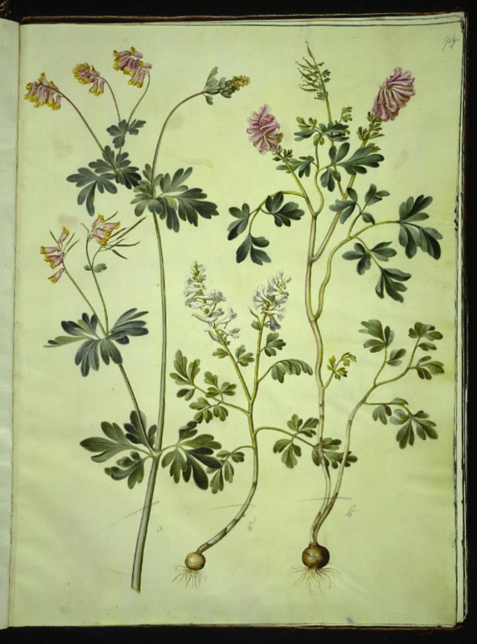 Capnoides sempervirens (harlequin herb); Corydalis solida (long stemmed larkspur) 作者 汉斯-西蒙·霍尔茨贝克