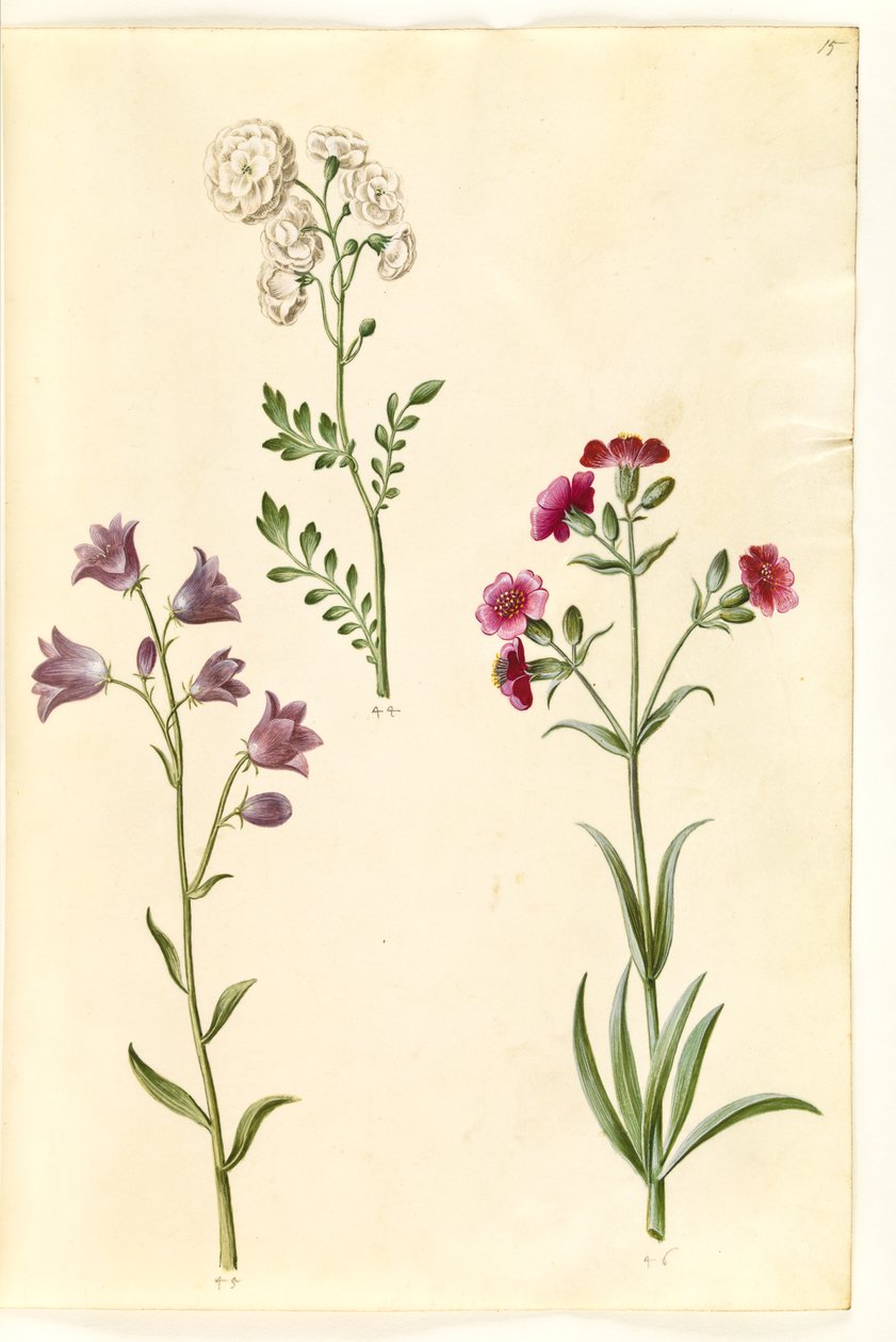 Cardamine pratensis（草甸芹）；Campanula rotundifolia (?) （小铃铛）；Silene vulgaris (?) （膀胱草） 作者 汉斯-西蒙·霍尔茨贝克