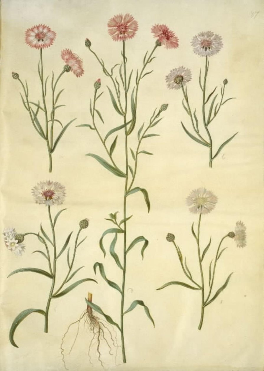 矢车菊 作者 汉斯-西蒙·霍尔茨贝克