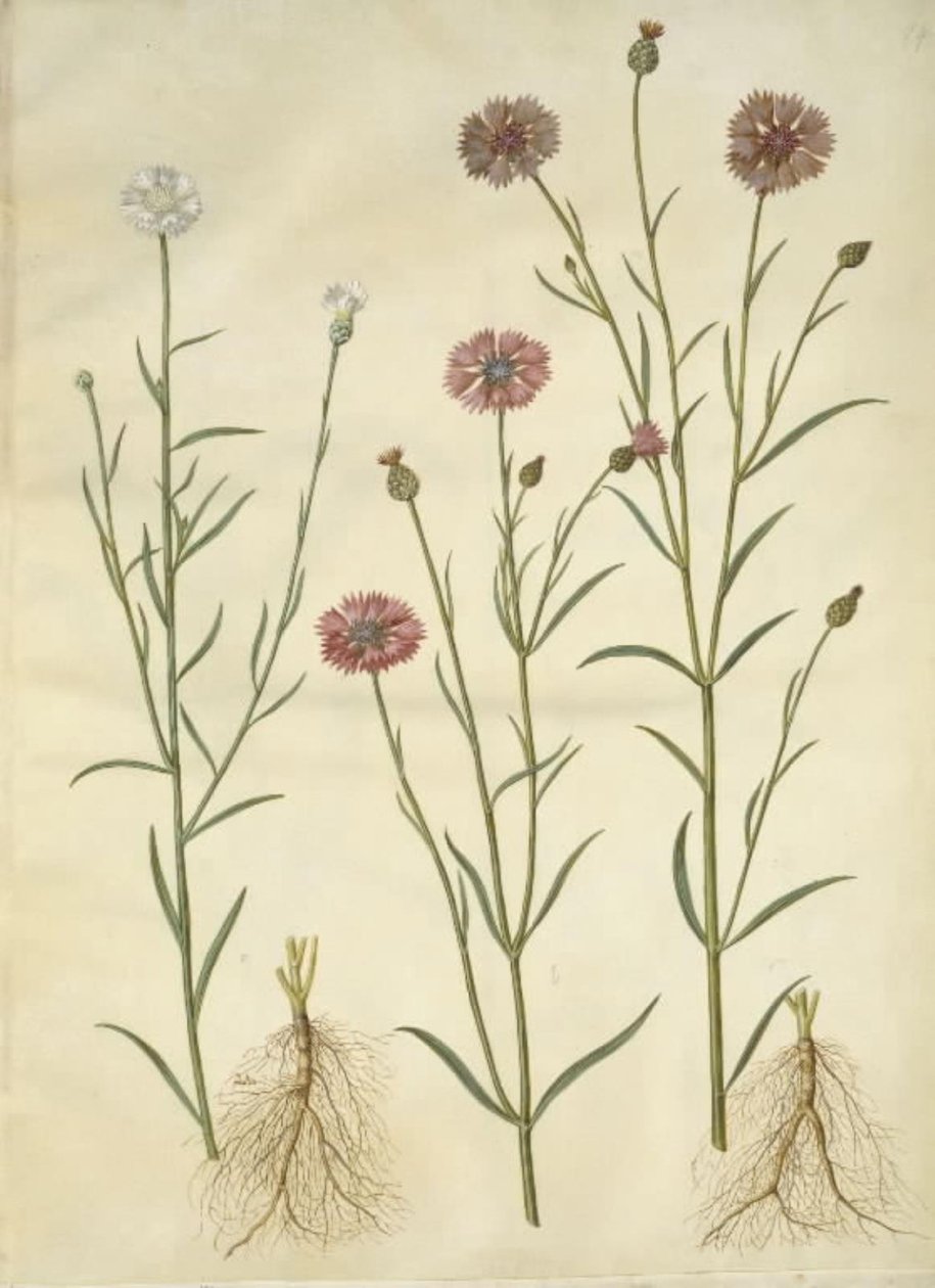 矢车菊 作者 汉斯-西蒙·霍尔茨贝克
