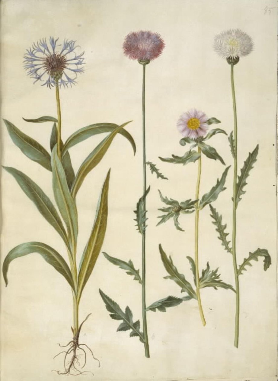 矢车菊(bjerg-knopurt); Amberboa moschata (duft-sultan) 作者 汉斯-西蒙·霍尔茨贝克
