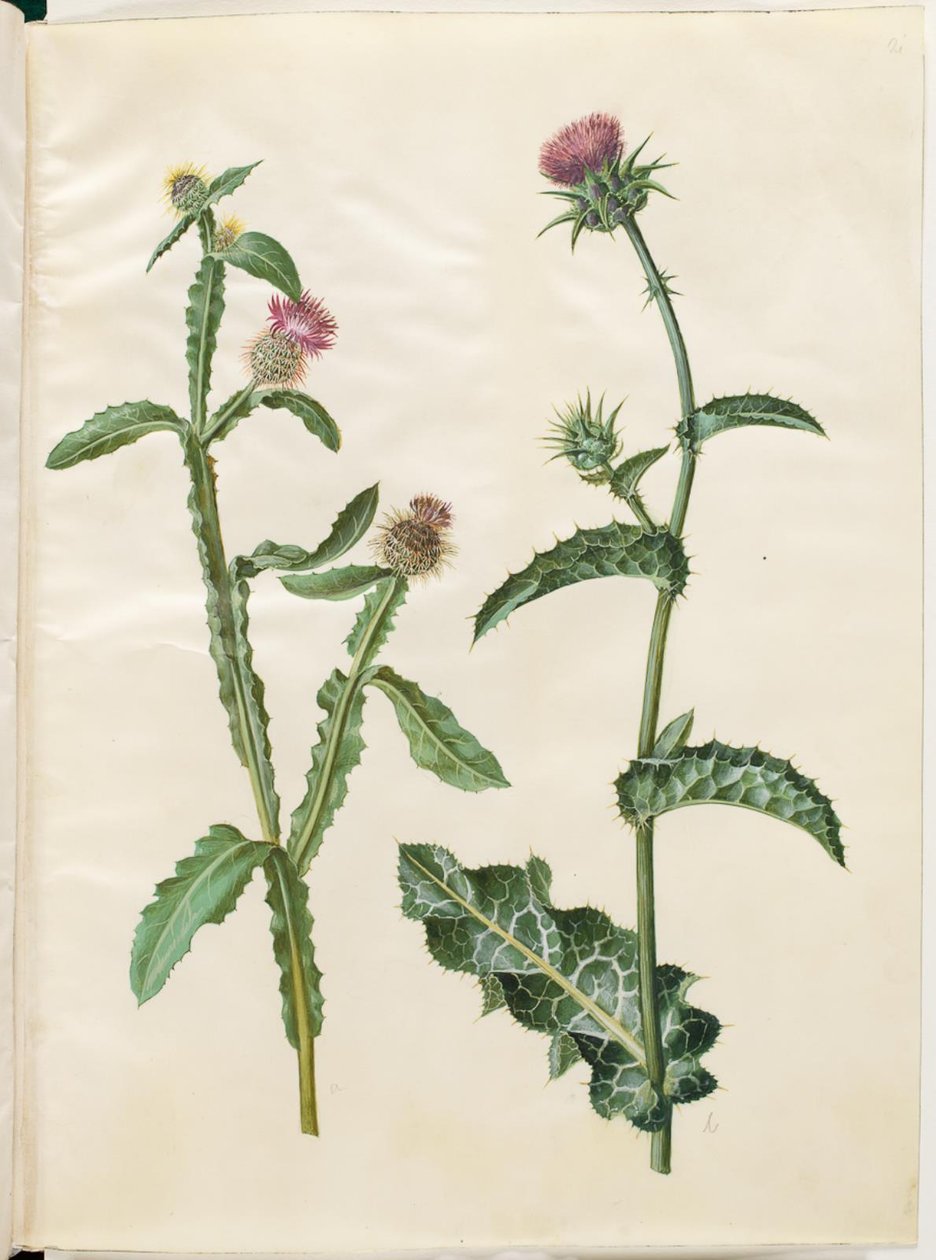 矢车菊；水飞蓟（普通奶蓟草） 作者 汉斯-西蒙·霍尔茨贝克