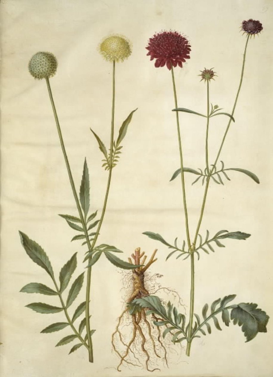 Cephalaria leucantha（白头翁）；Scabiosa atropurpurea（寡妇草） 作者 汉斯-西蒙·霍尔茨贝克