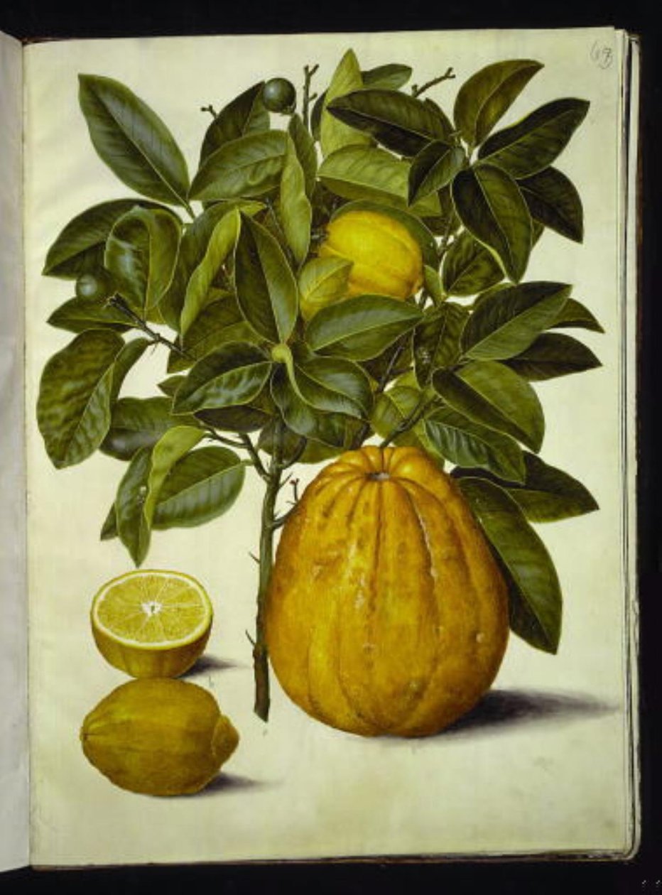 柠檬（普通柠檬）；西柚（Citrus maxima） 作者 汉斯-西蒙·霍尔茨贝克