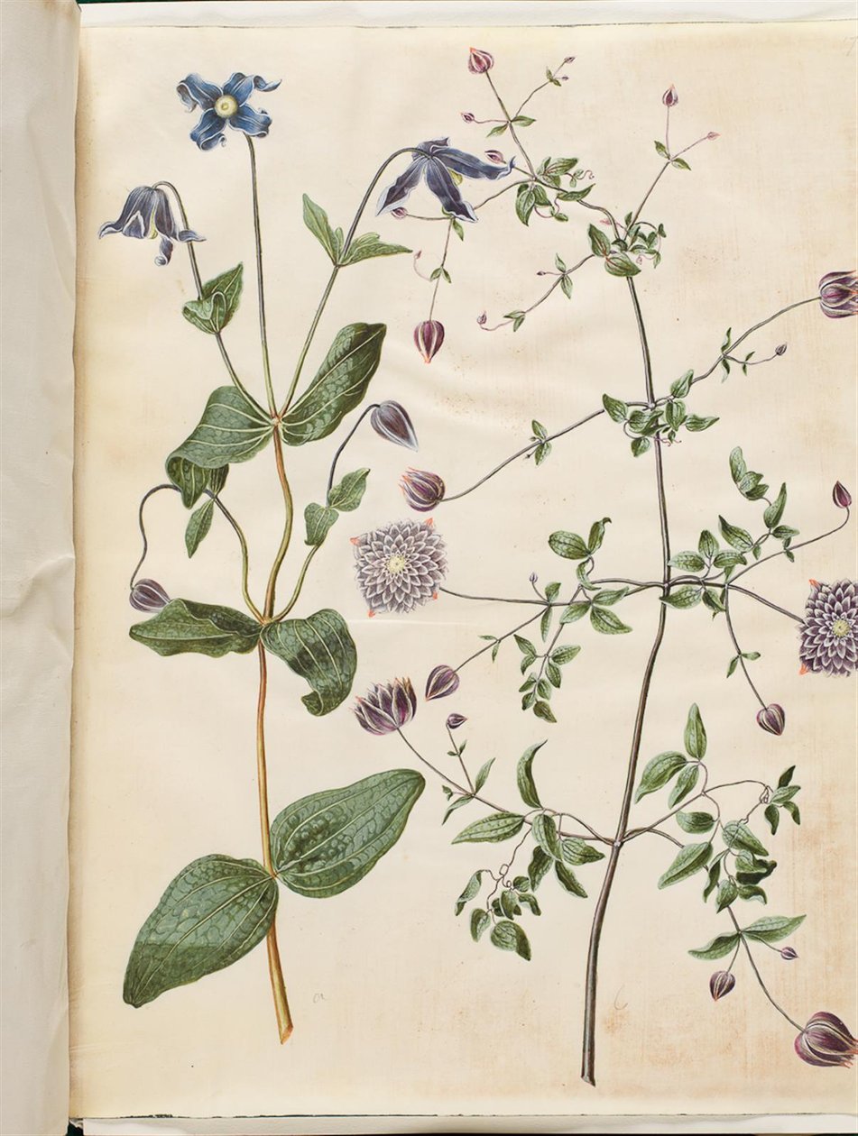Clematis integrifolia（蓝色多年生铁线莲）；Clematis viticella（意大利爬山虎） 作者 汉斯-西蒙·霍尔茨贝克