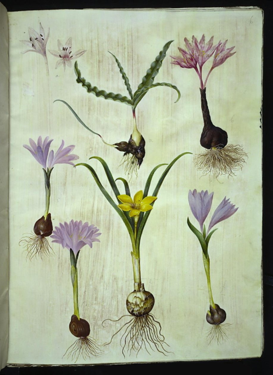 Colchicum variegatum（斑点永恒）；Bulbocodium vernum（春报春花）；Sternbergia lutea（普通胸棘属植物） 作者 汉斯-西蒙·霍尔茨贝克