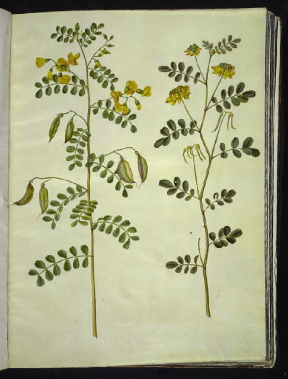 普通膀胱草（Colutea arborescens）；灌木马蹄草（Hippocrepis emerus） 作者 汉斯-西蒙·霍尔茨贝克