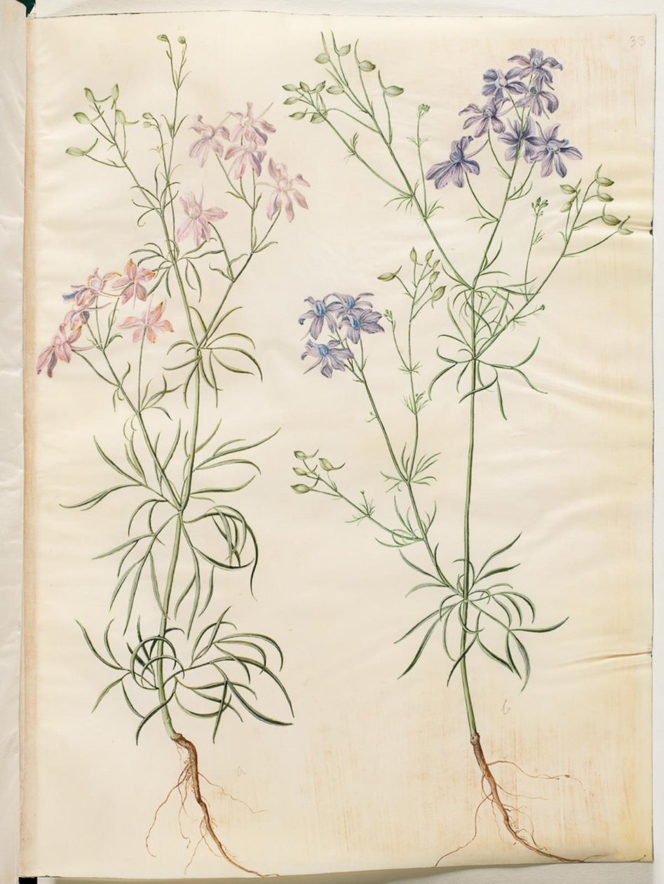 玉米飞燕草 作者 汉斯-西蒙·霍尔茨贝克