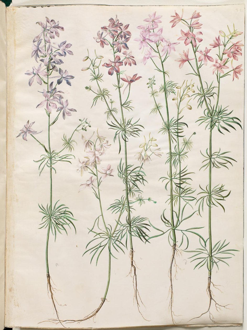 玉米飞燕草 作者 汉斯-西蒙·霍尔茨贝克