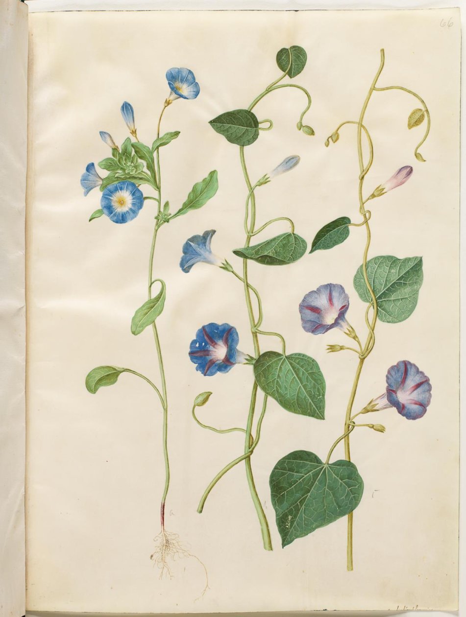 Convolvulus tricolor（处女裙）；Ipomoea purpurea（紫色蕨类植物） 作者 汉斯-西蒙·霍尔茨贝克