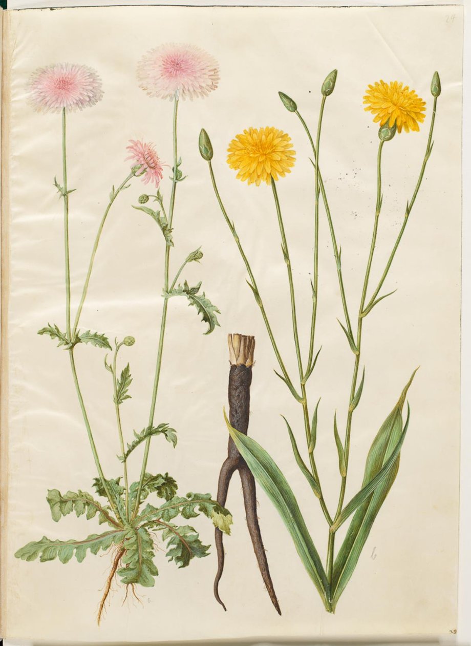 Crepis rubra（红鹰嘴豆）；Scorzonera hispanica（花园蝎尾草） 作者 汉斯-西蒙·霍尔茨贝克