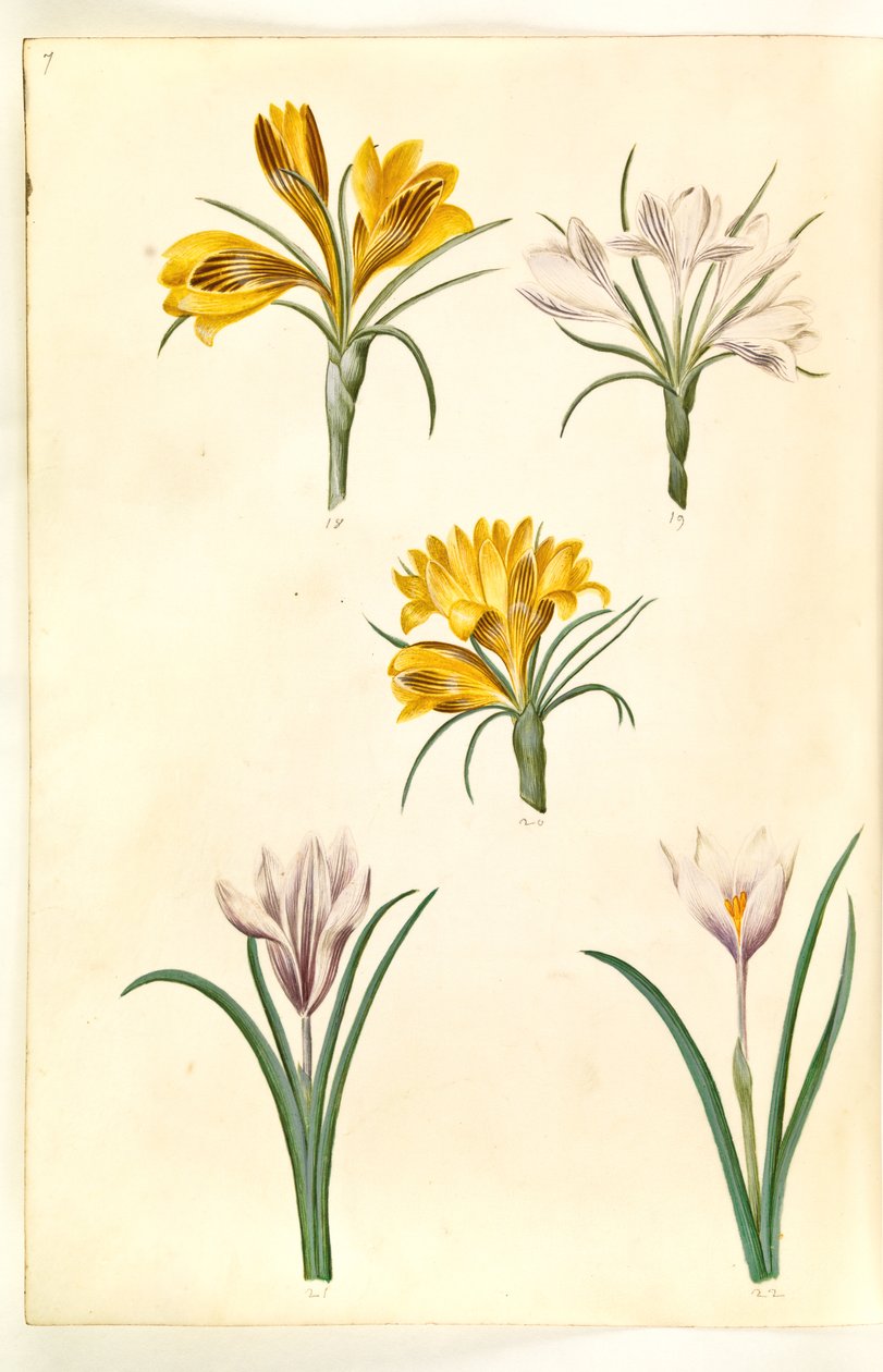 Crocus angustifolius (balkan-crocus); Crocus versicolor (alpe-crocus); Crocus vernus (?) (vår-crocus) 作者 汉斯-西蒙·霍尔茨贝克