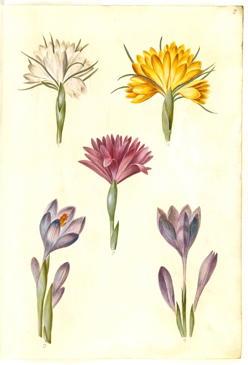 Crocus vernus (vår-krokus); Crocus angustifolius (balkan-krokus); Bulbocodium vernum (?) (vår-lysblomst) 作者 汉斯-西蒙·霍尔茨贝克