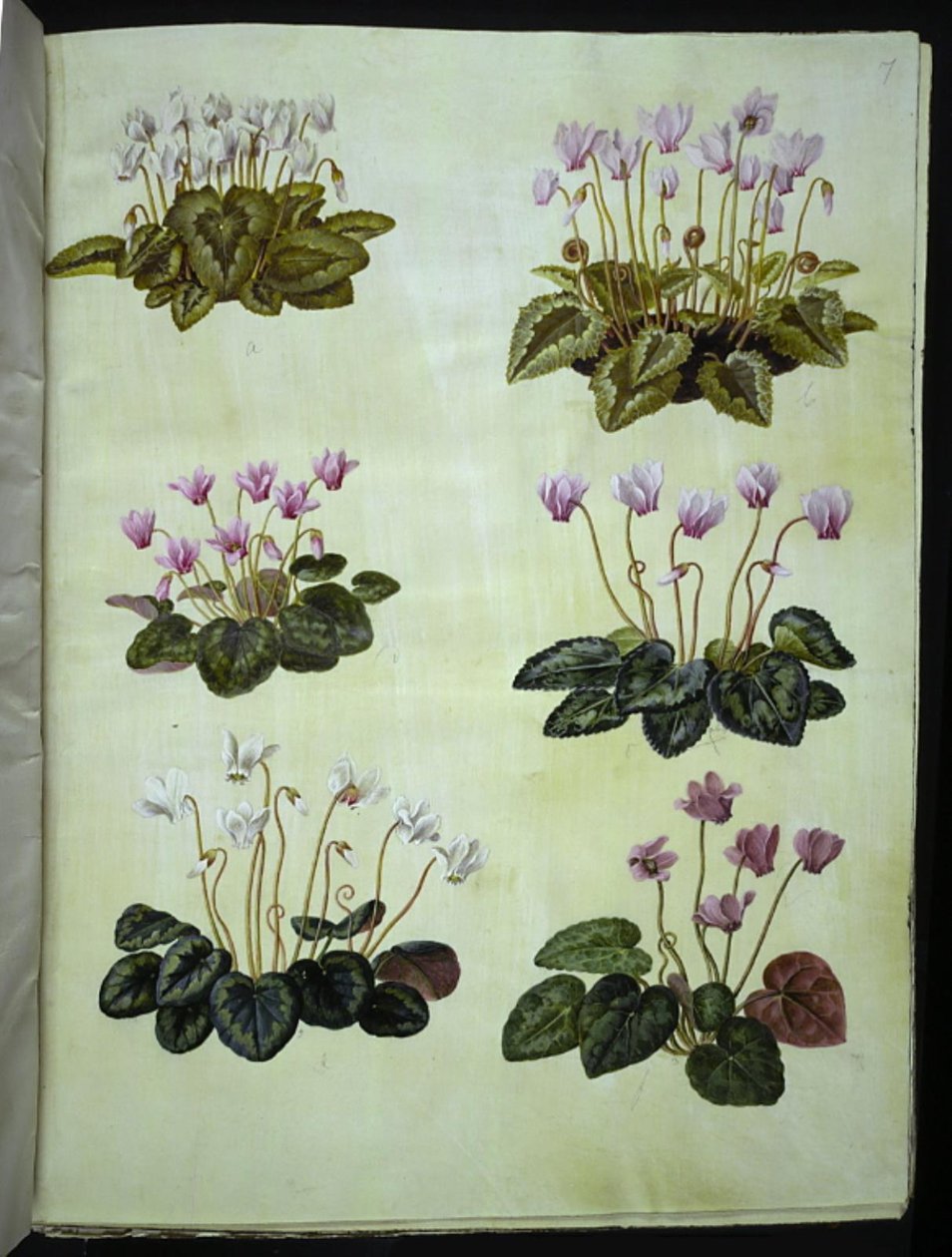 常春藤叶仙客来 Cyclamen hederifolium; 真仙客来 Cyclamen purpurascens 作者 汉斯-西蒙·霍尔茨贝克