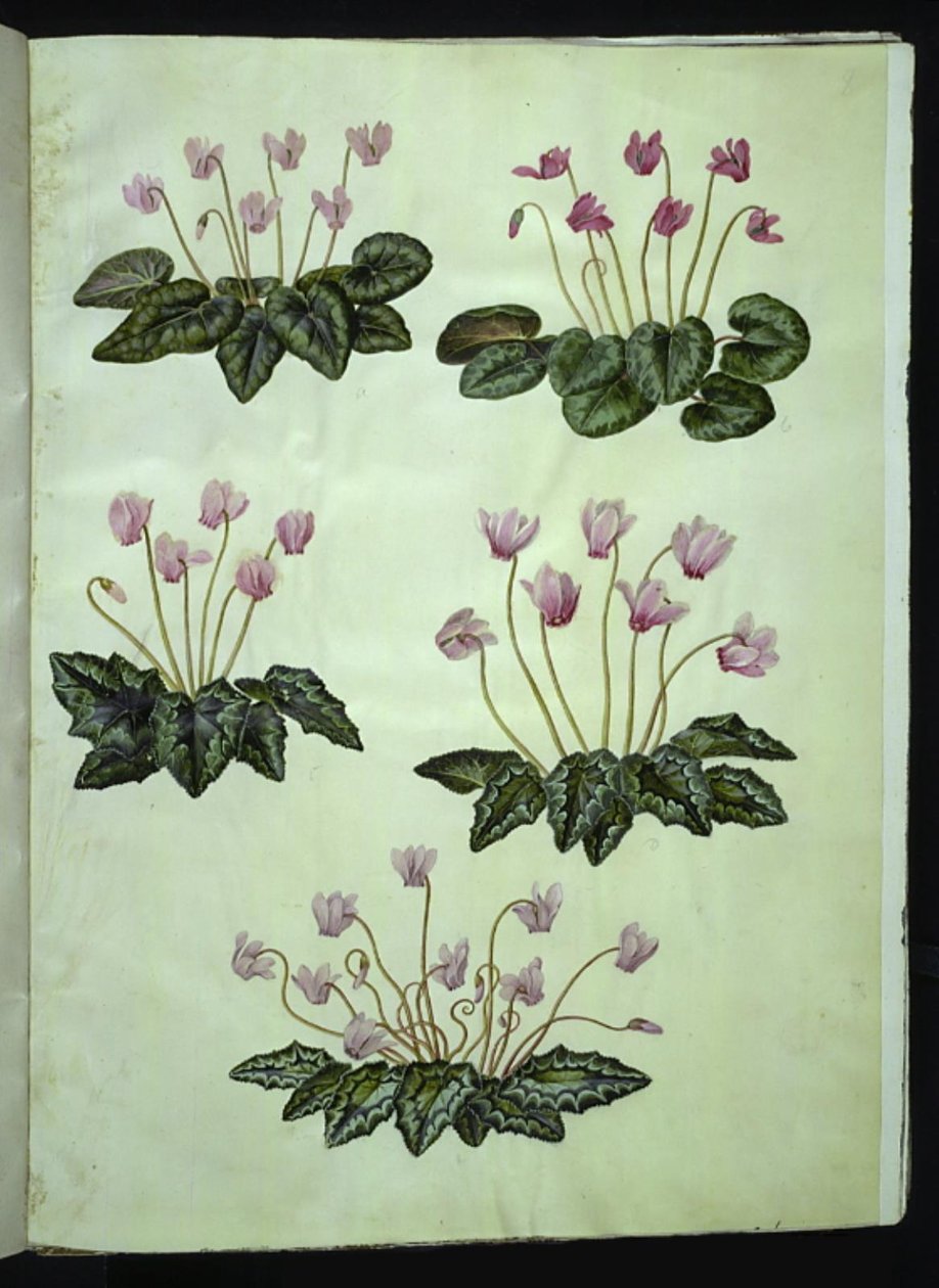 Cyclamen purpurascens（真正的高山紫罗兰）； Cyclamen hederifolium（常春藤叶高山紫罗兰） 作者 汉斯-西蒙·霍尔茨贝克