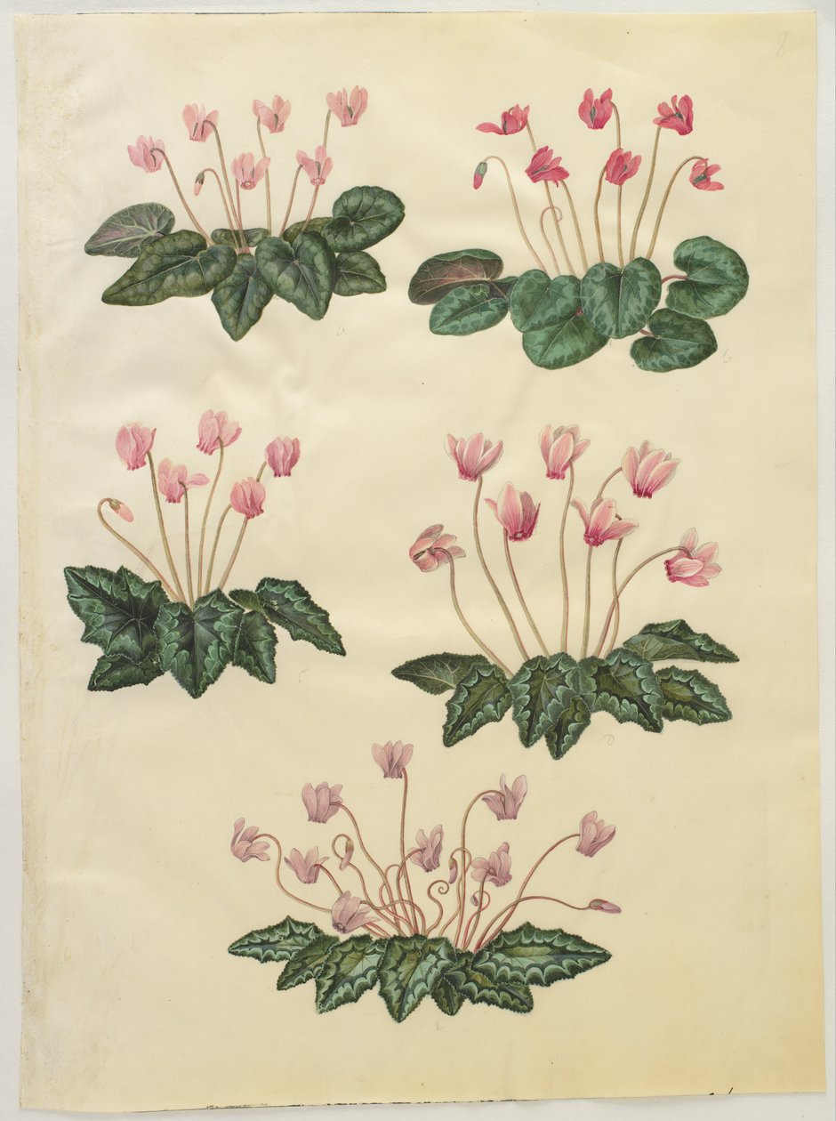 Cyclamen purpurascens; Cyclamen hederifolium 作者 汉斯-西蒙·霍尔茨贝克
