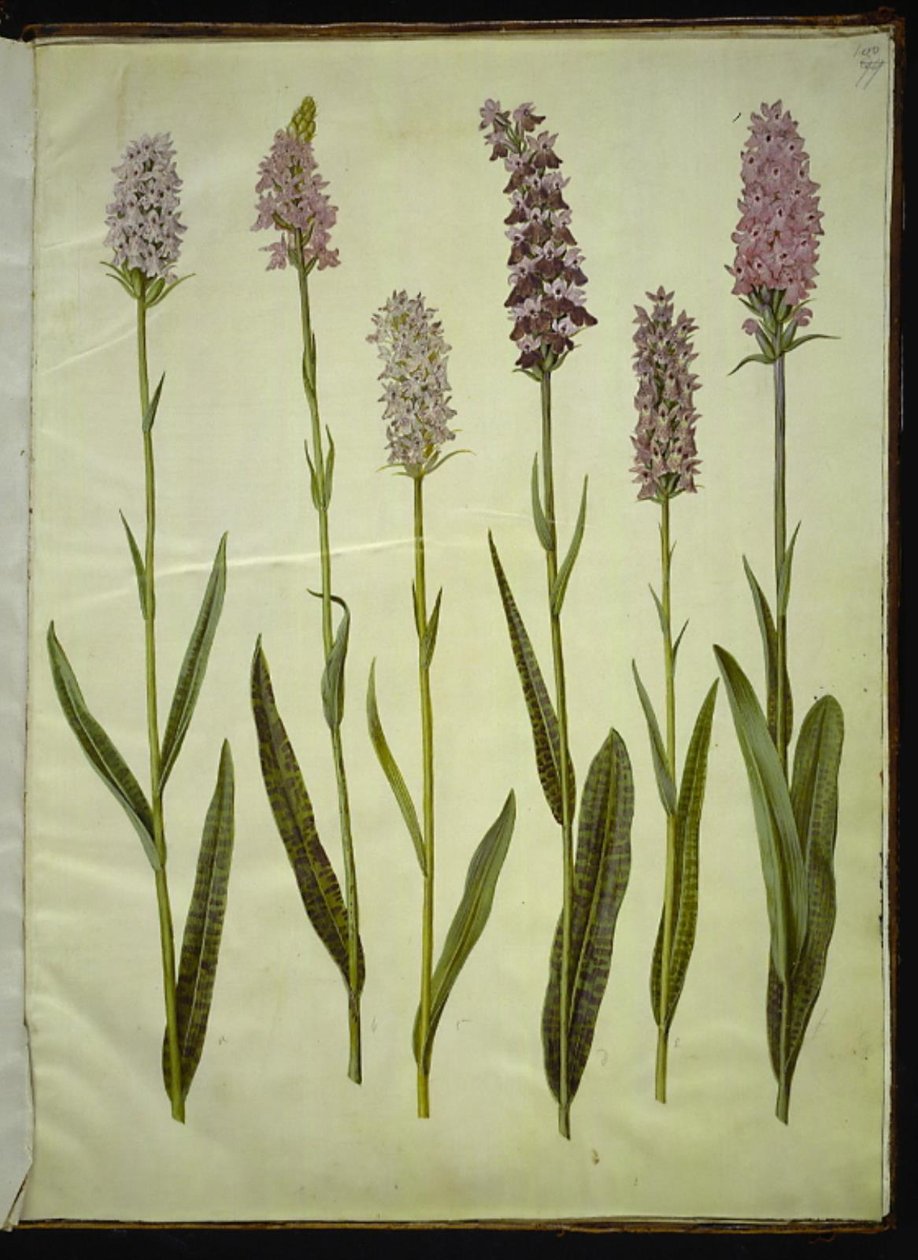 Dactylorhiza maculata (Spotted Cuckoowort) 布袋莲 作者 汉斯-西蒙·霍尔茨贝克