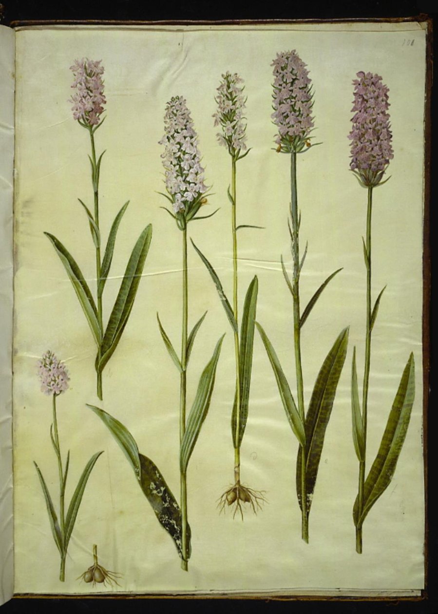 Dactylorhiza maculata (Spotted Cuckoowort) 布袋莲 作者 汉斯-西蒙·霍尔茨贝克