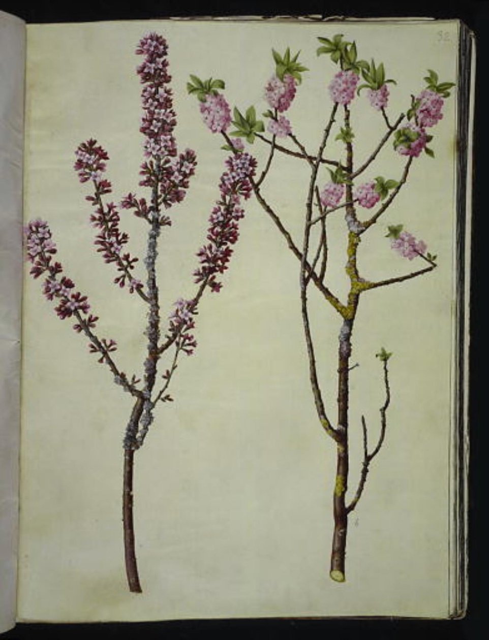 Daphne mezereum (peberbusk) 作者 汉斯-西蒙·霍尔茨贝克