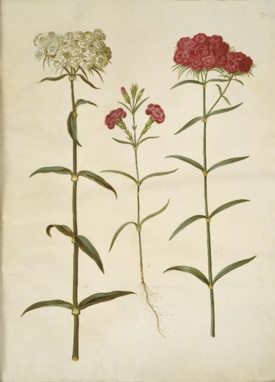石竹（学生康乃馨）；石竹（康乃馨的种类） 作者 汉斯-西蒙·霍尔茨贝克