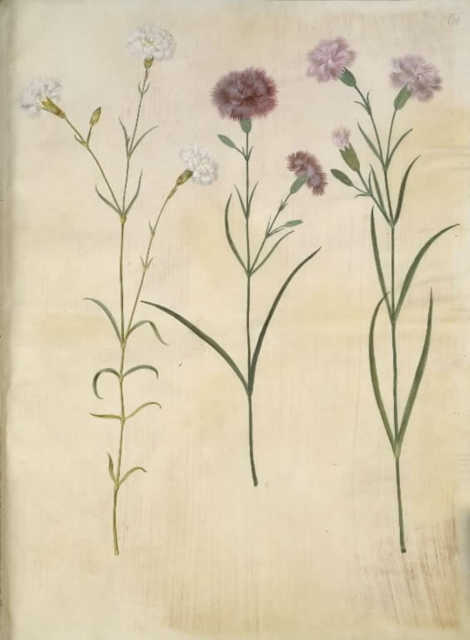 石竹 作者 汉斯-西蒙·霍尔茨贝克
