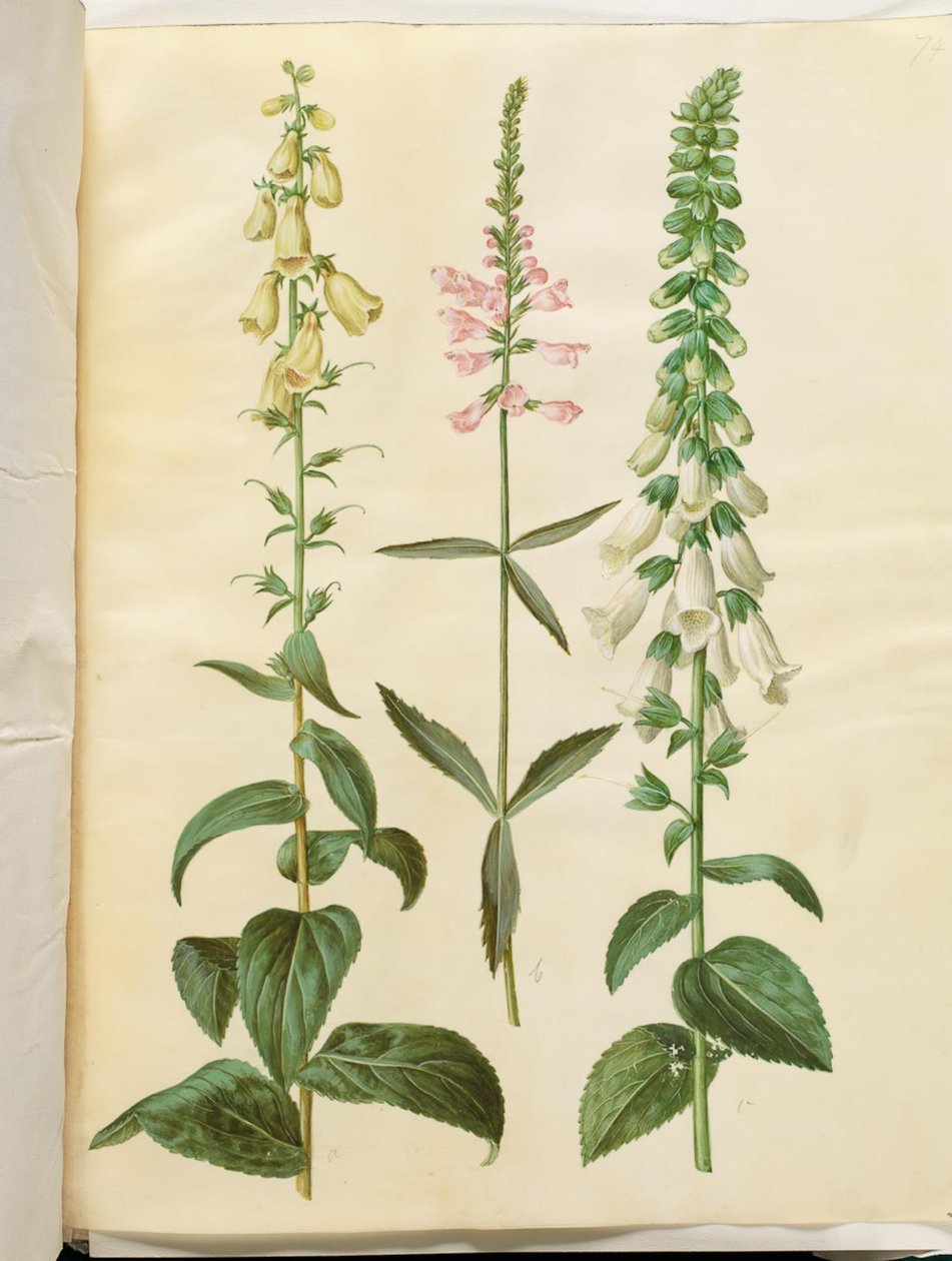 大花洋地黄（大花凤仙花）；Physostegia virginiana（蟹爪兰）；紫洋地黄（普通凤仙花） 作者 汉斯-西蒙·霍尔茨贝克