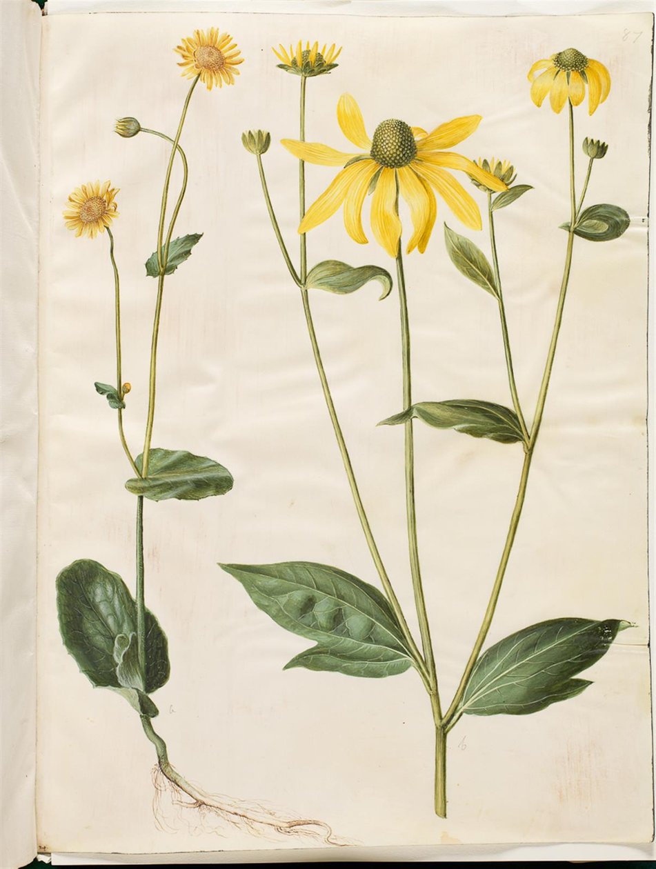 Doronicum pardalianches（心叶宝石花）；Rudbeckia laciniata（裂片锥花） 作者 汉斯-西蒙·霍尔茨贝克