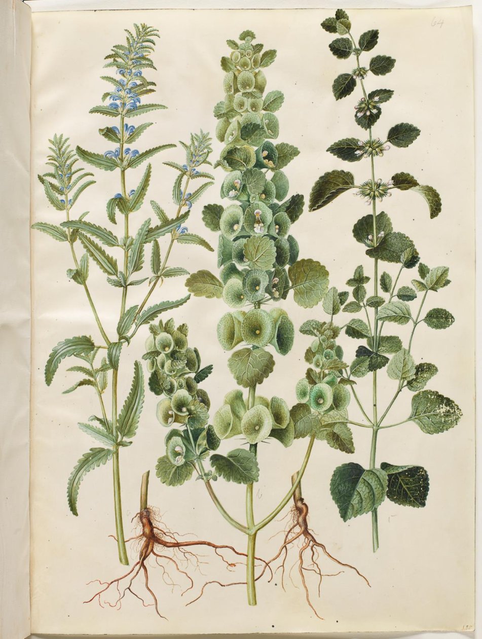 摩尔达维亚龙头草（Dracocephalum moldavica）；多刺漏斗草（Moluccella spinosa）；柠檬香蜂草（Melissa officinalis） 作者 汉斯-西蒙·霍尔茨贝克