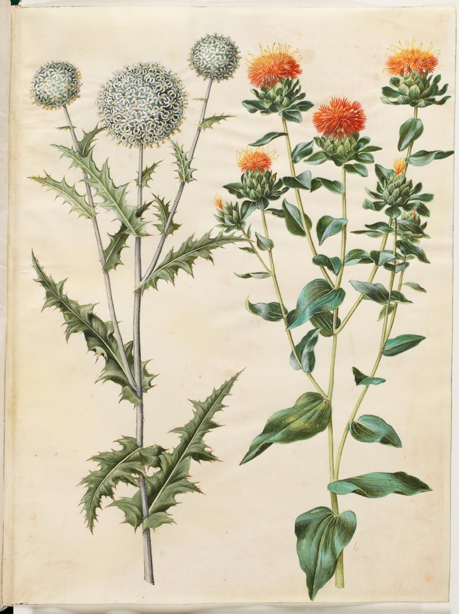 Echinops sphaerocephalus（普通蓟球）；Carthamus tinctorius（黄红花） 作者 汉斯-西蒙·霍尔茨贝克