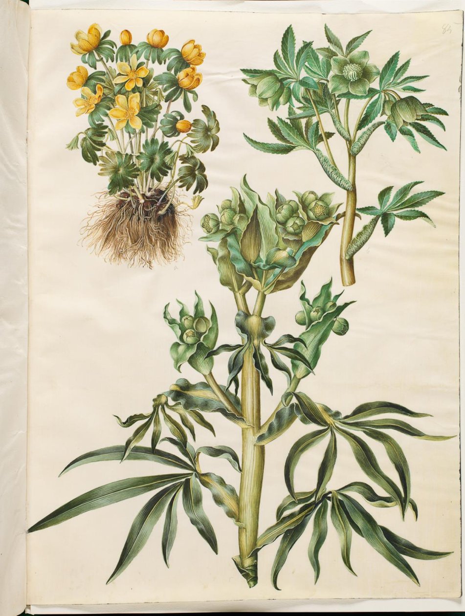 Eranthis hyemalis（花园酢浆草）；Helleborus viridis（绿鹤望兰）；Helleborus foetidus（臭鹤望兰） 作者 汉斯-西蒙·霍尔茨贝克