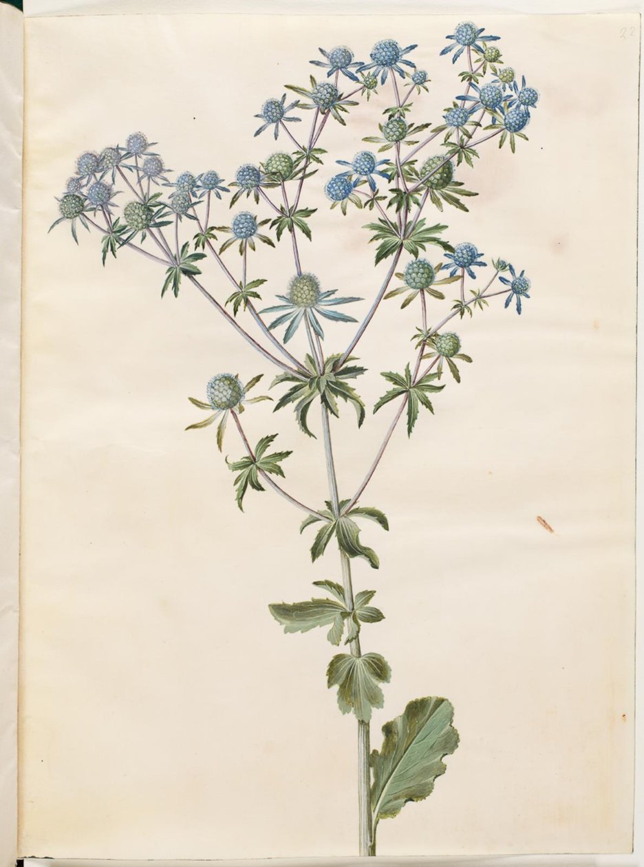 芫茜 作者 汉斯-西蒙·霍尔茨贝克