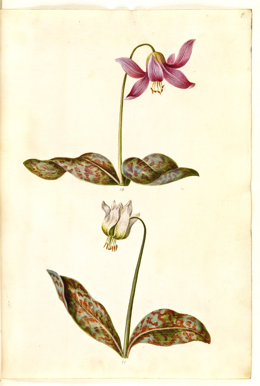 Erythronium dens-canis (true dogtooth) 作者 汉斯-西蒙·霍尔茨贝克