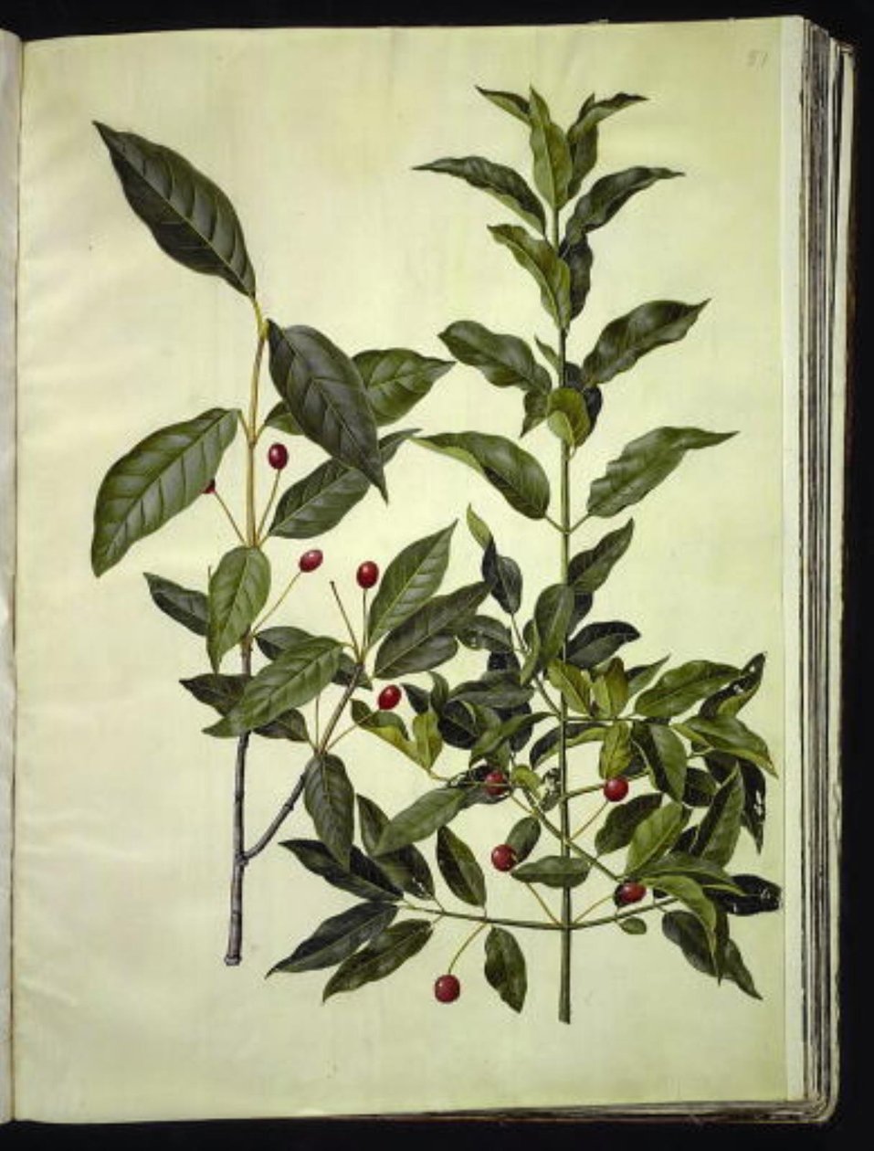 Euonymus latifolius（阔叶黄连木）；Euonymus europaeus（普通黄连木） 作者 汉斯-西蒙·霍尔茨贝克
