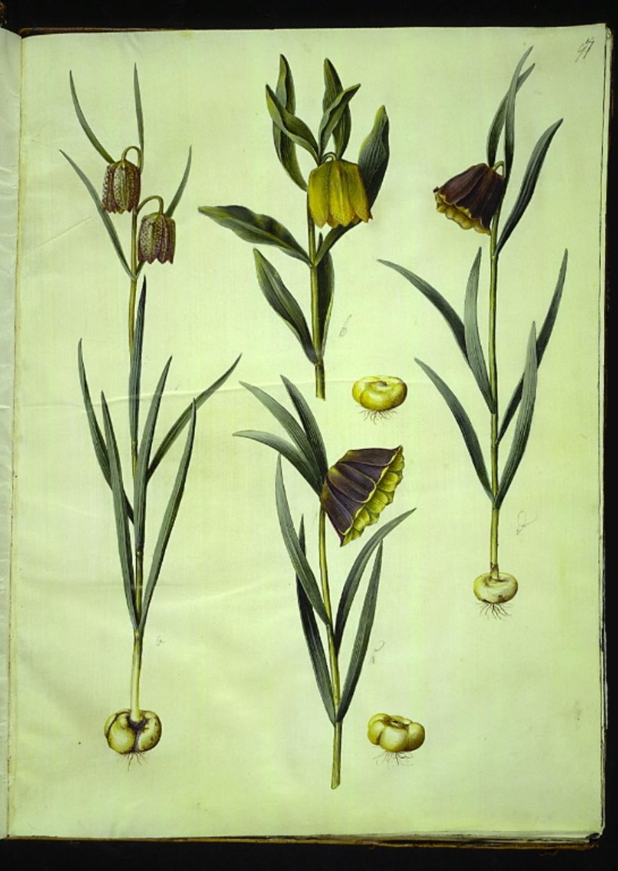 Fritillaria meleagris (common fanwort); Fritillaria aurea or Fritillaria tubiformis & moggridgei (fanwort); Fritillaria montana 作者 汉斯-西蒙·霍尔茨贝克