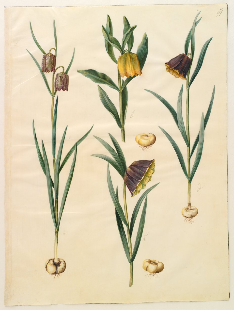 Fritillaria meleagris; Fritullaria lutea eller Fritullaria latifolia var lutea; Fritillaria pyrenaica 作者 汉斯-西蒙·霍尔茨贝克