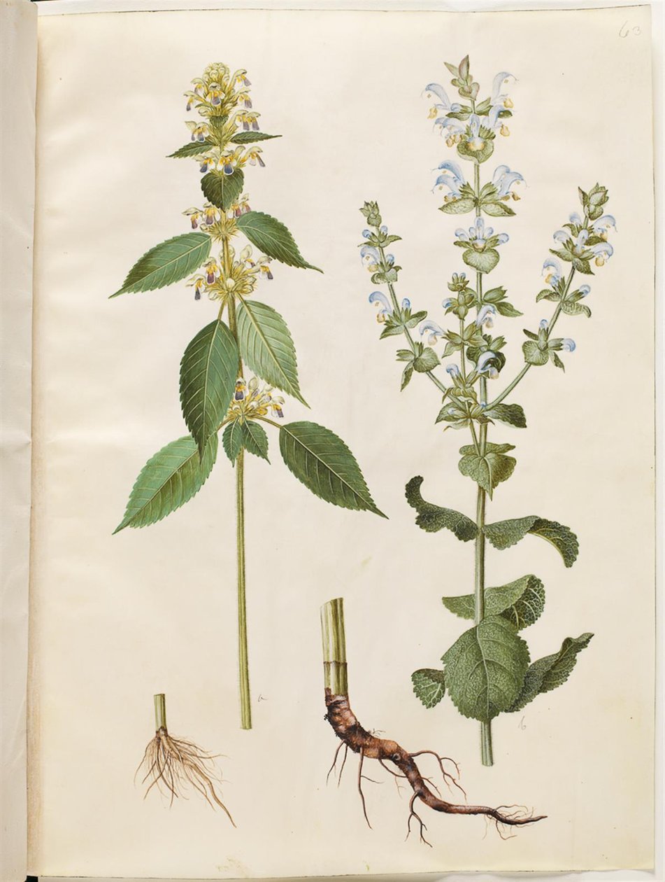 Galeopsis speciosa (hamp-hanekro); Salvia sclarea (broget salvia) 作者 汉斯-西蒙·霍尔茨贝克
