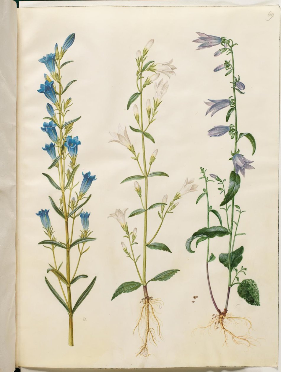 Gentiana pneumonanthe（铃铛龙胆）；Campanula patula（草地铃铛）；Campanula rapunculoides（单面铃铛） 作者 汉斯-西蒙·霍尔茨贝克