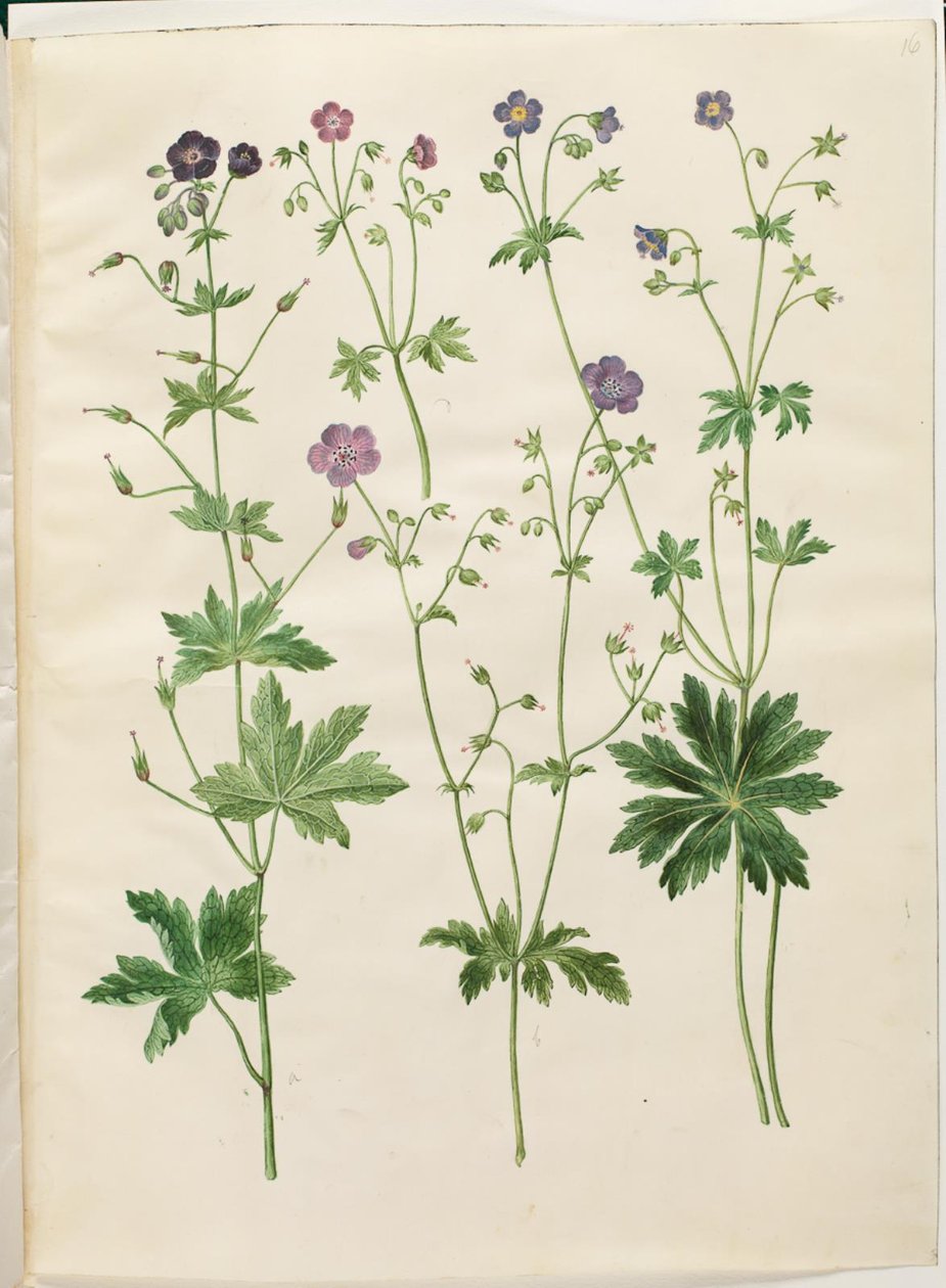 老鹳草（波冠鹤嘴兰）；老鹳草（森林鹤嘴兰） 作者 汉斯-西蒙·霍尔茨贝克