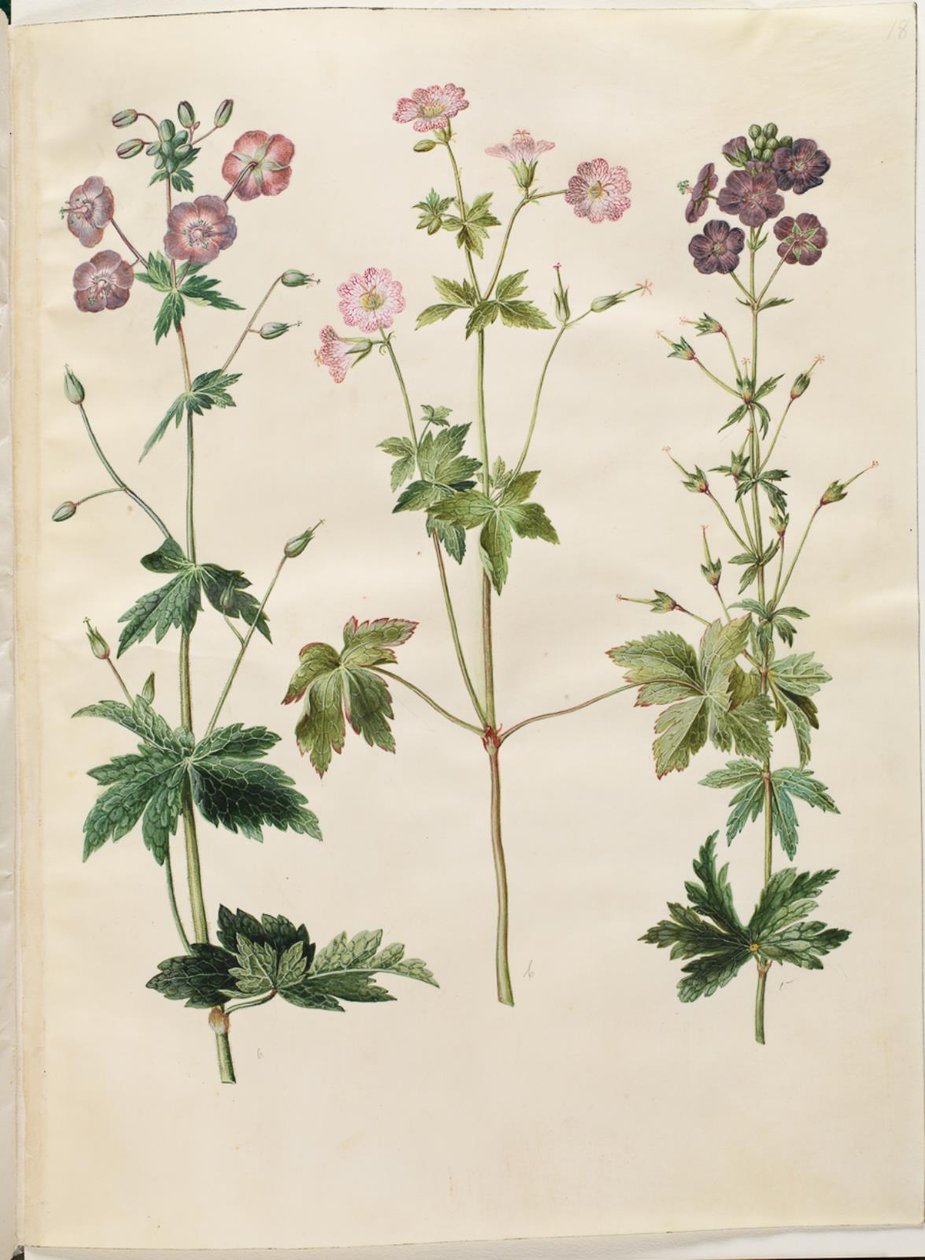 老鹳草（波冠老鹳草）；老鹳草（网纹老鹳草） 作者 汉斯-西蒙·霍尔茨贝克