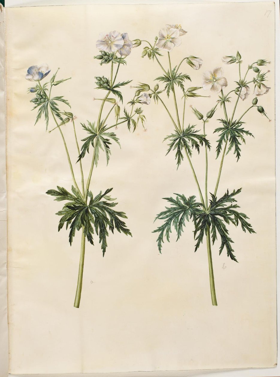 天竺葵 作者 汉斯-西蒙·霍尔茨贝克