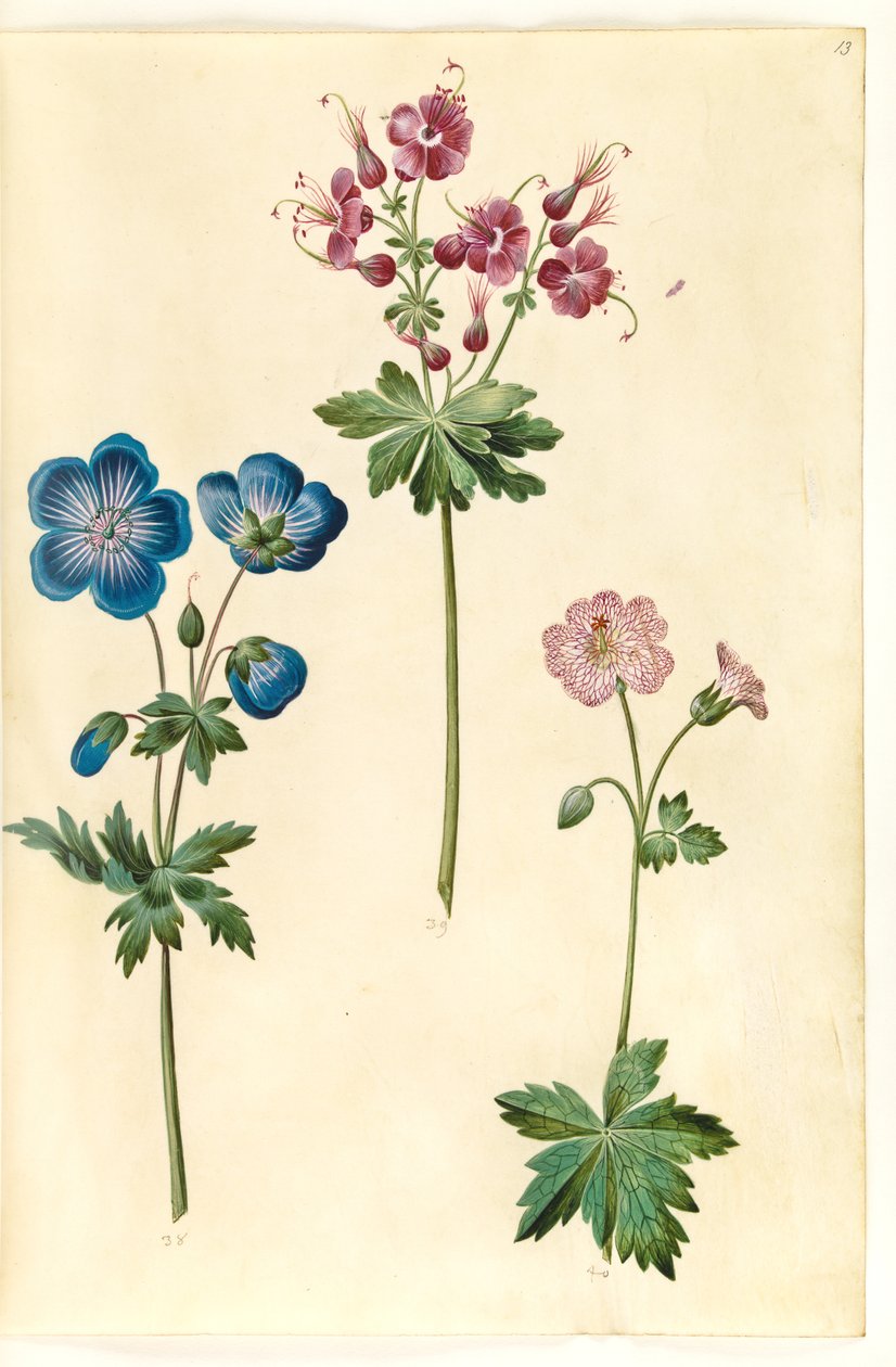 老鹳草（草甸鹤嘴兰）；老鹳草（波冠鹤嘴兰）；老鹳草（网纹鹤嘴兰） 作者 汉斯-西蒙·霍尔茨贝克