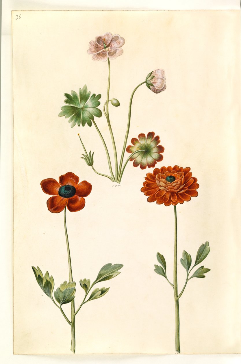 Geranium sanguineum striatum（条纹鹤望兰）；Ranunculus asiaticus（花园毛茛） 作者 汉斯-西蒙·霍尔茨贝克