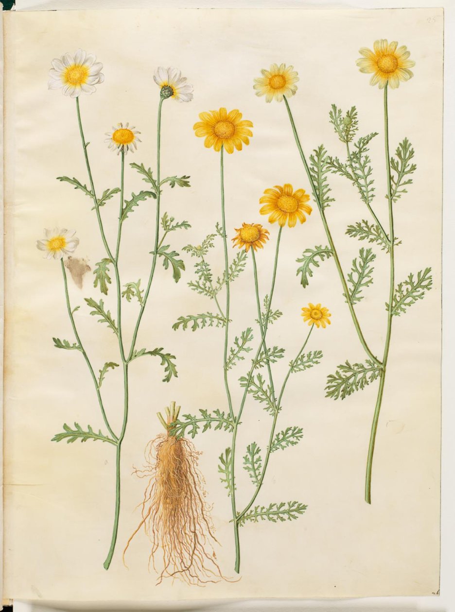 Glebionis coronaria (kron-okseøje) 作者 汉斯-西蒙·霍尔茨贝克