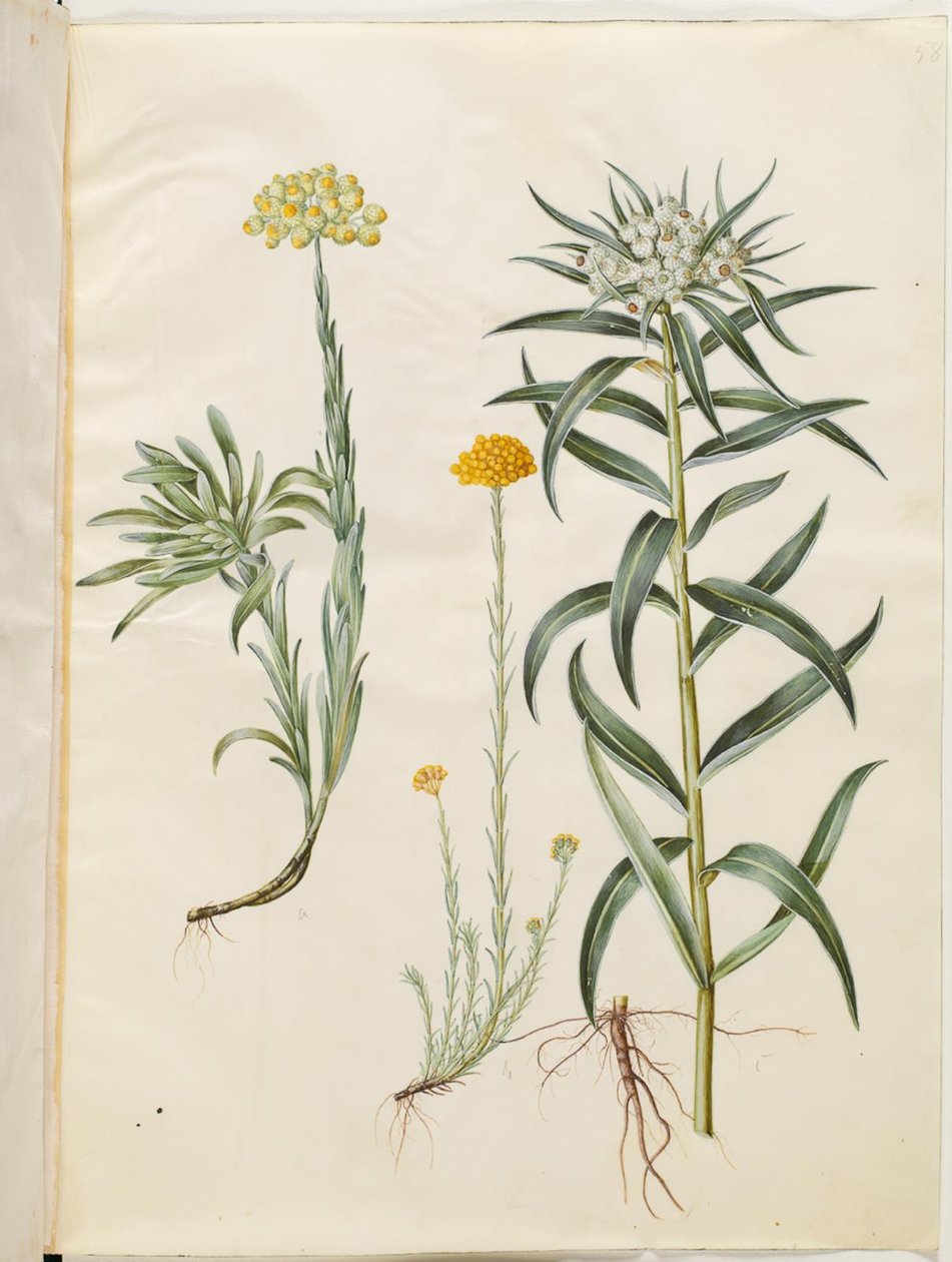 Helichrysum orientale（灌木万寿菊）；Helichrysum Stoechas（臭万寿菊）；Anaphalis margaritacea（普通珠篮） 作者 汉斯-西蒙·霍尔茨贝克