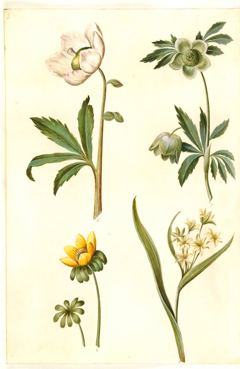 Helleborus niger（普通圣诞玫瑰）；Eranthis hyemalis（花园桔梗）；Gagea lutea（普通金星） 作者 汉斯-西蒙·霍尔茨贝克