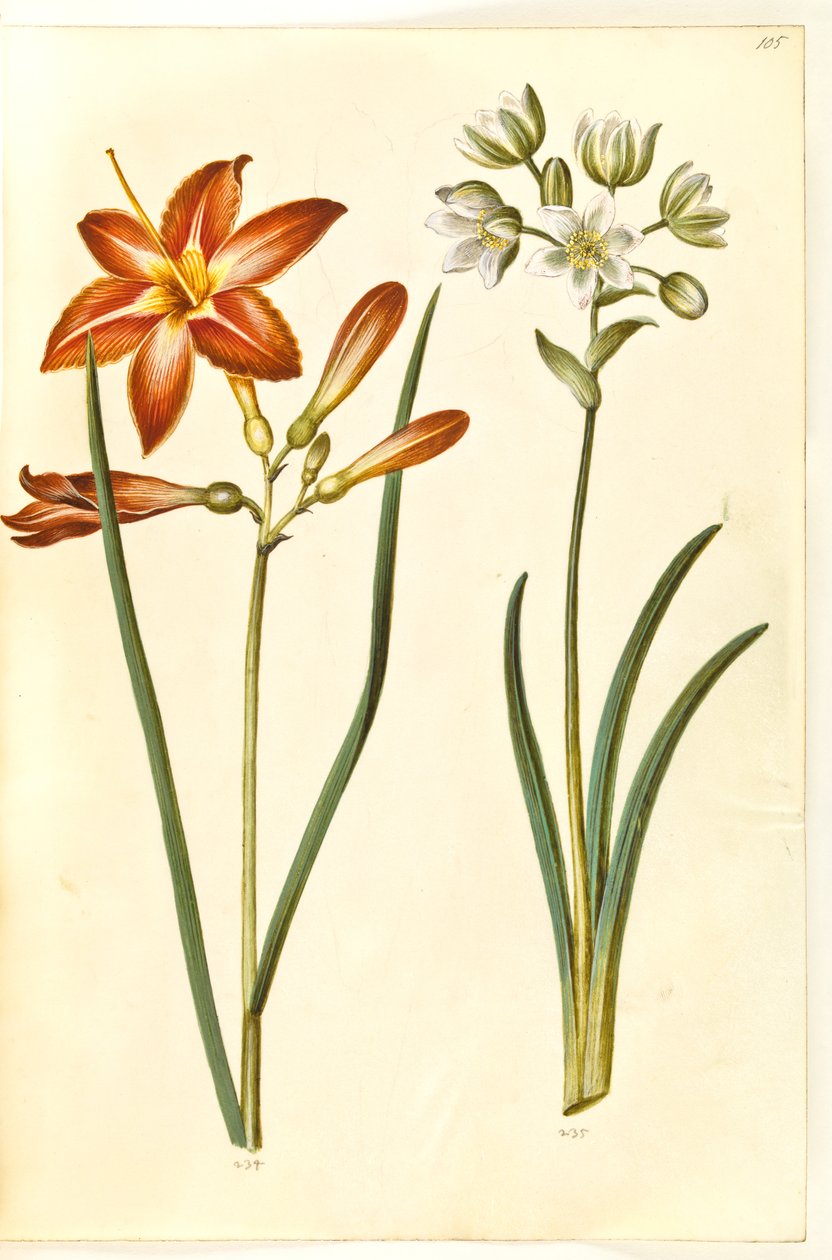 Hemerocallis fulva（棕色萱草）；Ornithogalum arabicum（奶蓟草） 作者 汉斯-西蒙·霍尔茨贝克